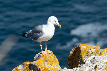 Detail photo of a seagull located on top of a rock with the sea in the background taken in the Cies Islands, Galicia, Spain.