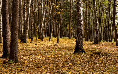 Landscape autumn time