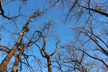 branches of a tree