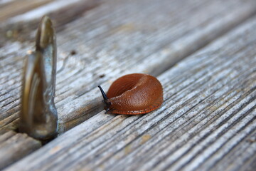 Nacktschnecke im Garten