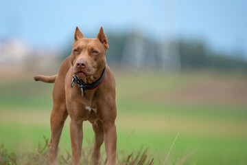 Portrait of a handsome American Pit Bull Terrier in a field with a highly blurred background.