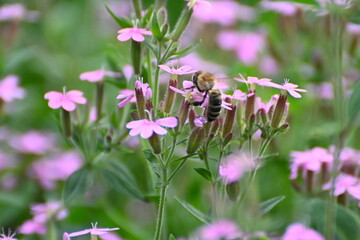 Soapwort (saponaria) with wild bee