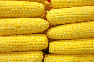 Lots of boiled corns at bazaar. agriculture farm full of organic vegetables. Pile of boiled corns in the store. Food background (selective focus)