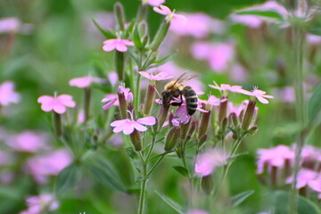 Soapwort (saponaria) with wild bee