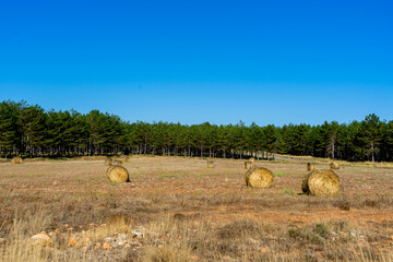 Wheat field with bales prepared for harvesting after drying in the sun