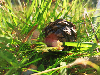 A pine cone lies in the grass.