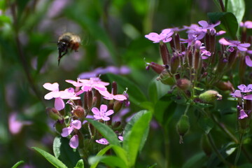 Soapwort (saponaria) with wild bee