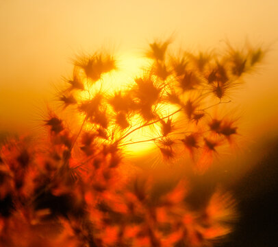 sunset in the grass