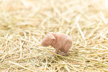 Hairless Guinea Pig