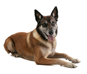 Belgian shepherd malinois lying