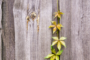 light green branch on the background of an old wooden fence