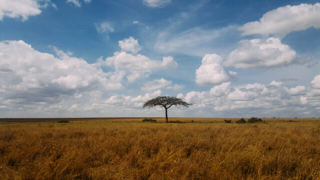 Acacia tree at Seronera, Central Serengeti