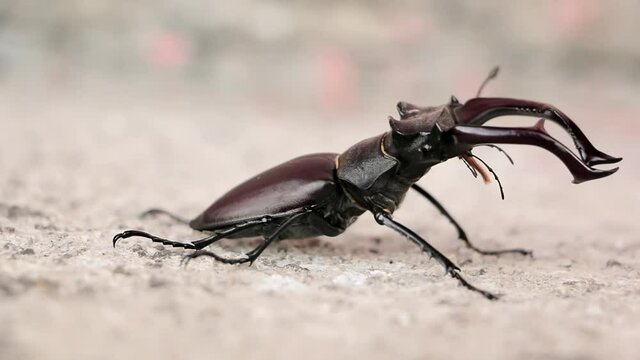 Stag Beetle. Deer beetle walk on concrete