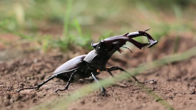 Stag Beetle in nature. Deer beetle in the forest