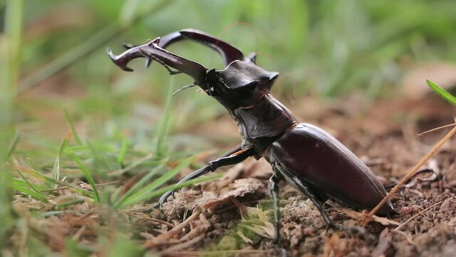 Stag Beetle in nature. Deer beetle in the forest