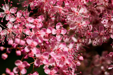 Teder Queen of the Prairie flowers also known as Filipendula pink blossoms blooming in summer.