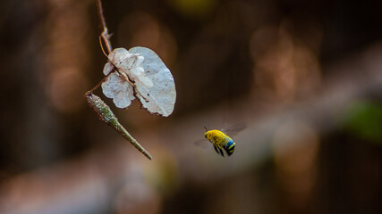 Bourdon d'Afrique de l'ouest jaune et noir des champs se dirigeant vers le pollen d'une fleur