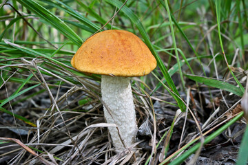 Edible mushroom Orange-cap boletus (Leccinum aurantiacum) with a red cap among the grass in a summer forest. Harvesting mushrooms. Close-up.