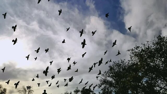 Flock of flying pigeons in the sky slowmotion. A flock of pigeons in the sky
