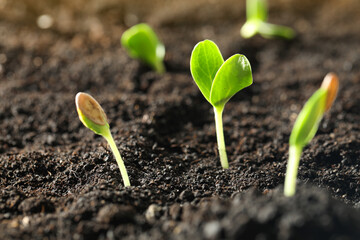Young vegetable seedlings growing in soil outdoors