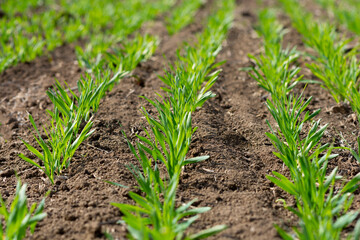 Green sprouts of wheat in the field
