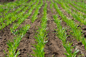 Green sprouts of wheat in the field