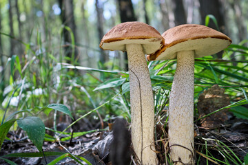 Edible mushroom Orange-cap boletus (Leccinum aurantiacum) with a red cap among the grass in a summer forest. Harvesting mushrooms. Close-up.