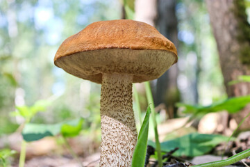 Edible mushroom Orange-cap boletus (Leccinum aurantiacum) with a red cap among the grass in a summer forest. Harvesting mushrooms. Close-up.