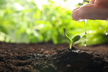 Woman watering young vegetable seedling outdoors, closeup. Space for text