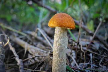 Edible mushroom Orange-cap boletus (Leccinum aurantiacum) with a red cap among the grass in a summer forest. Harvesting mushrooms. Close-up.
