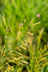 Bromus inermis is a species of the true grass family (Poaceae).