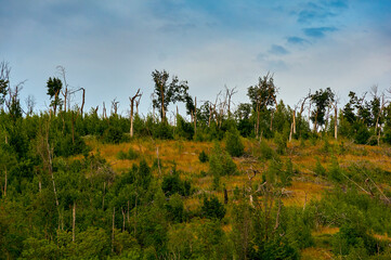 Old coniferous forest on the mountain after a hurricane.
