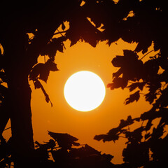 Sunset seen through a gap in some trees with silhouettes of leaves seen in the foreground 