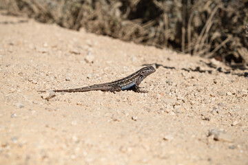 The western fence lizard (Sceloporus occidentalis).  Point Lobos, CA. USA.