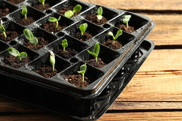 Seedling tray with young vegetable sprouts on wooden table