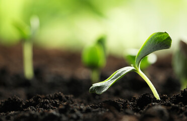 Young vegetable seedling growing in soil outdoors, space for text
