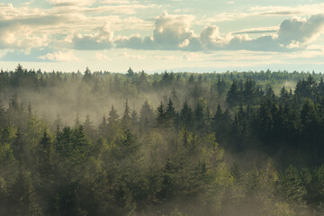 Hazy misty fir forest in the fog