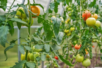 Red and green tomatoes ripen on a Bush in a greenhouse.