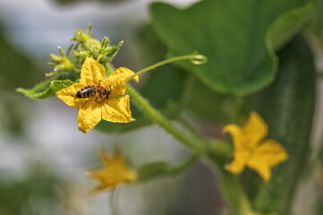 A bee collects nectar on a yellow blossoming cucumber flower
