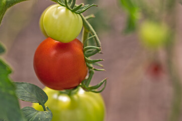 Red and green tomatoes ripen on a Bush in a greenhouse.