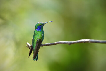 Green violetear is perching on branch