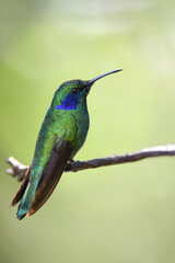 Green violetear is perching on branch