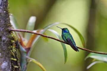 Green violetear is perching on branch
