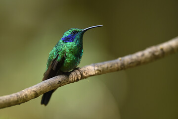 Green violetear is perching on branch