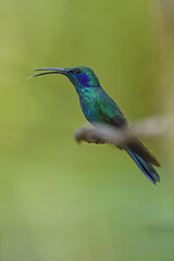 Green violetear is perching on branch
