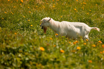 A large white goat with a long beard grazes in a meadow with green grass and eats it