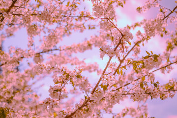 cherry blossom in spring