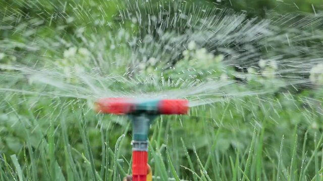 Irrigation of vegetables in the garden slide shot. Watering of vegetables using a sprayer. Watering garden equipment