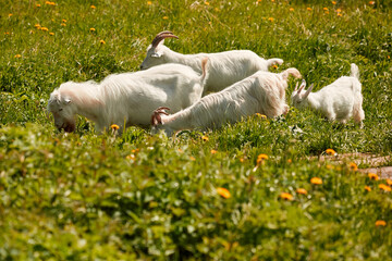 several goats and goats graze in a meadow with green grass and eat it