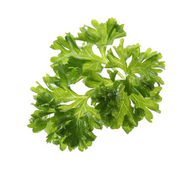 Fresh green curly parsley on white background
